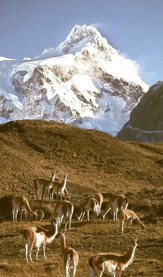 A herd of wild Guanacos feeding in Torres del Paine National Park, Chile
