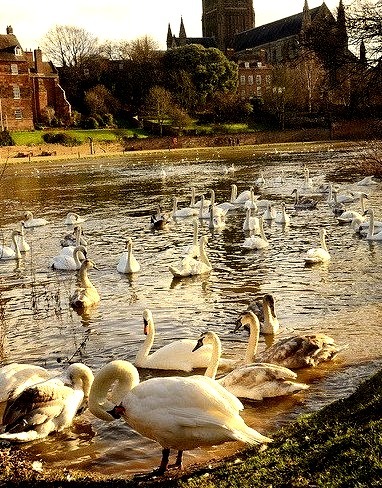 Swans on the river Severn in Worcester, England