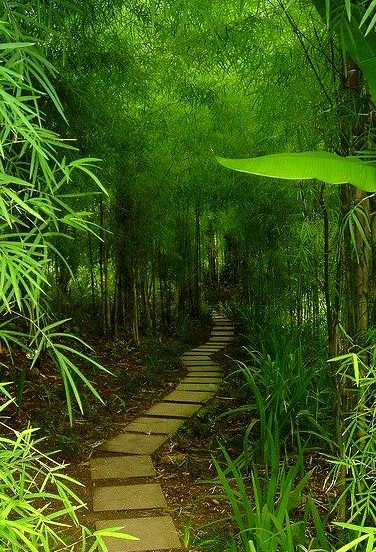 Bamboo trail in Bali, Indonesia