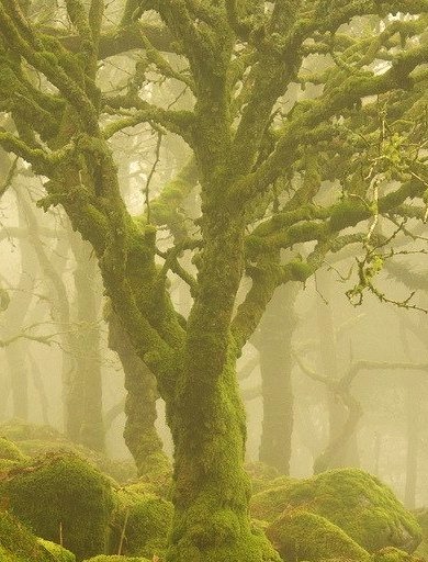Trees in the mist, Dartmoor National Park, England
