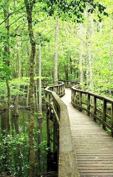 The way through the marshes, Congaree National Park / USA